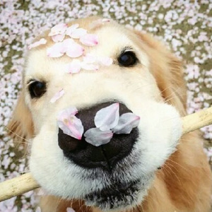 无码av免费网站
